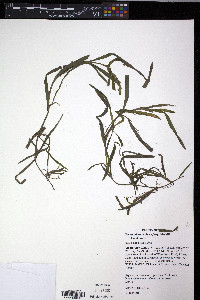 Heteranthera dubia image