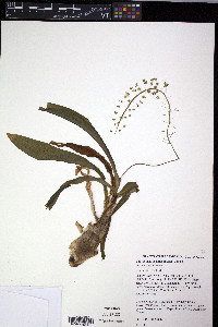 Ledebouria socialis image