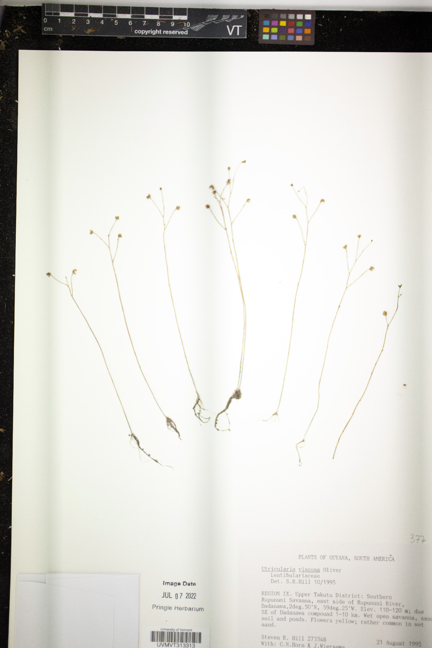 Utricularia viscosa image