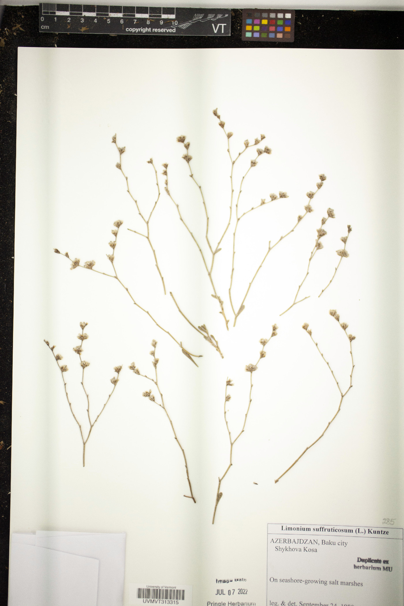Limonium suffruticosum image