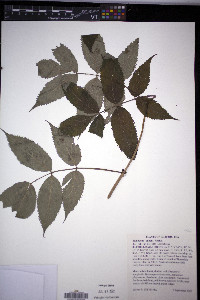 Sambucus racemosa subsp. racemosa image