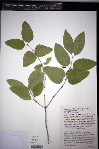 Lonicera canadensis image