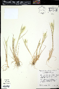 Poa secunda var. scabrella image