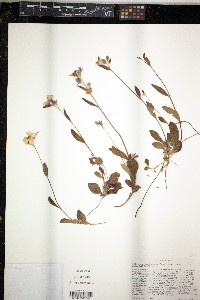Helianthemum carolinianum image