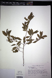 Gaylussacia frondosa image