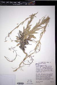 Boechera perennans image