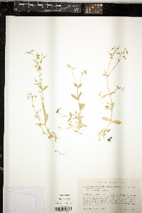 Cerastium brachypodum image