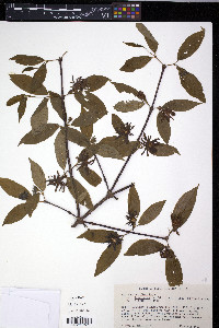 Calycanthus floridus image