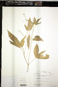 Cleoserrata serrata image