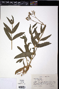 Silene csereii image