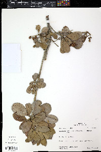 Conocarpus erectus image