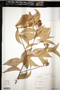Vismia guianensis image