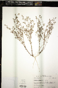 Paronychia drummondii image