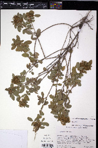 Desmodium barbatum image