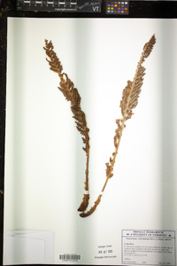 Polystichum orbiculatum image