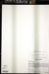 Media resource of Lellingeria cantarensis