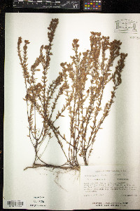 Hypericum hypericoides subsp. multicaule image
