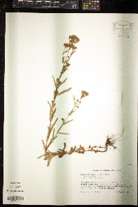 Hypericum majus image