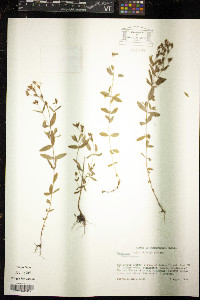 Hypericum majus image