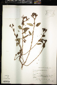 Hypericum nudiflorum image