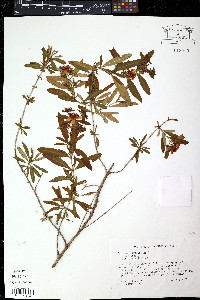 Hypericum prolificum image
