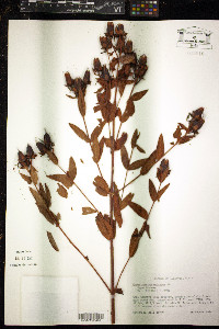 Hypericum ascyron image