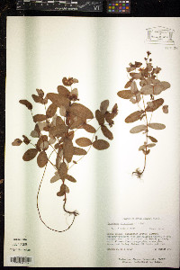 Hypericum virginicum image