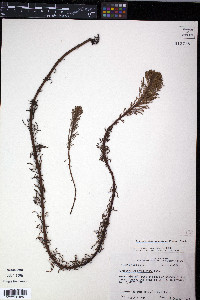 Myriophyllum aquaticum image