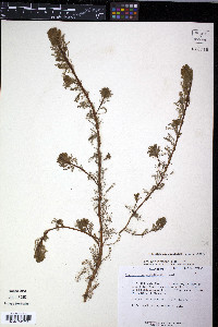 Myriophyllum aquaticum image