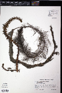 Myriophyllum heterophyllum image