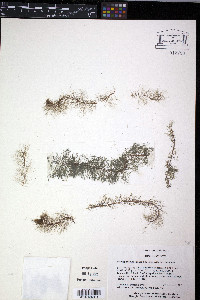 Myriophyllum laxum image