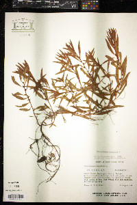 Proserpinaca palustris image
