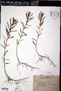 Proserpinaca palustris image