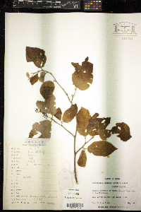 Fortunearia sinensis image