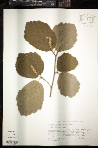 Fothergilla major image