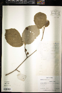 Hamamelis mollis image