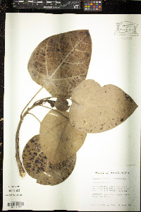 Hernandia sonora image