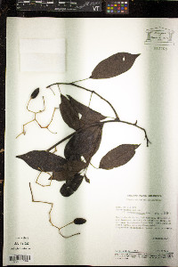 Media resource of Sparattanthelium tupiniquinorum