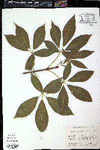 Aesculus californica image