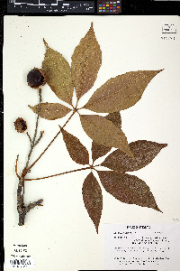 Aesculus glabra image
