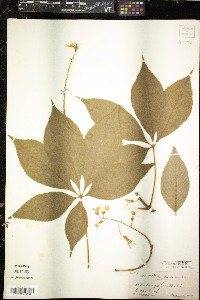 Aesculus glabra image
