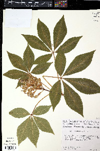 Aesculus sylvatica image