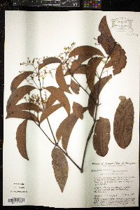 Hippocratea volubilis image