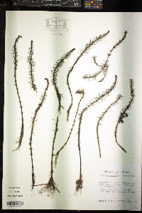 Hippuris vulgaris image