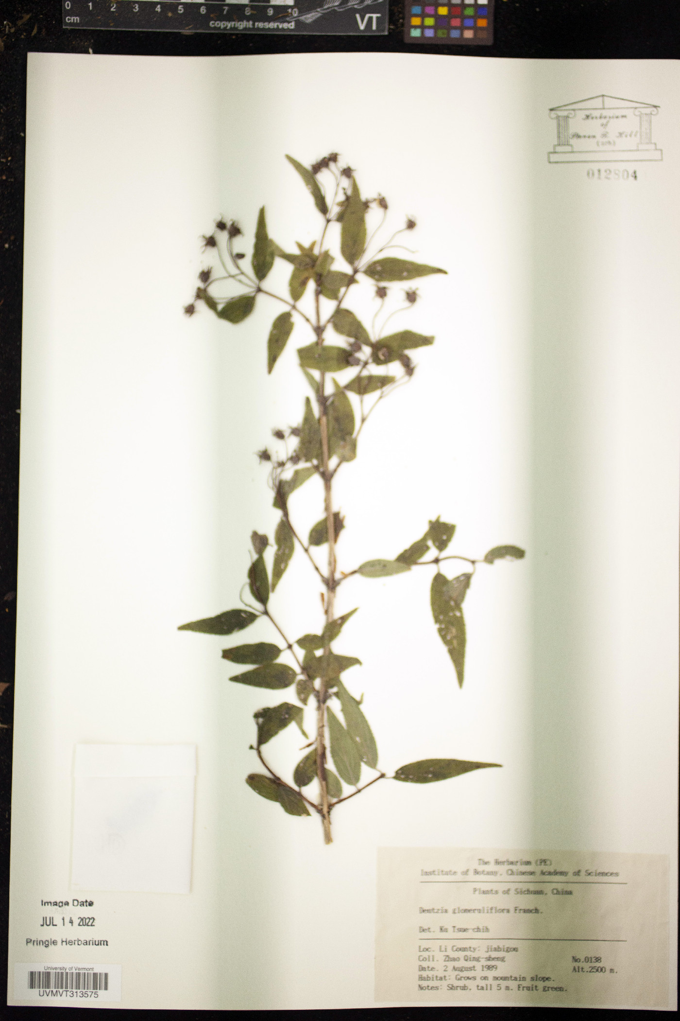 Deutzia glomeruliflora image