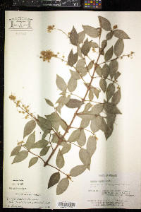 Deutzia scabra image