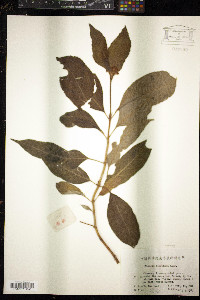 Hydrangea febrifuga image