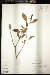 Hydrangea chinensis image