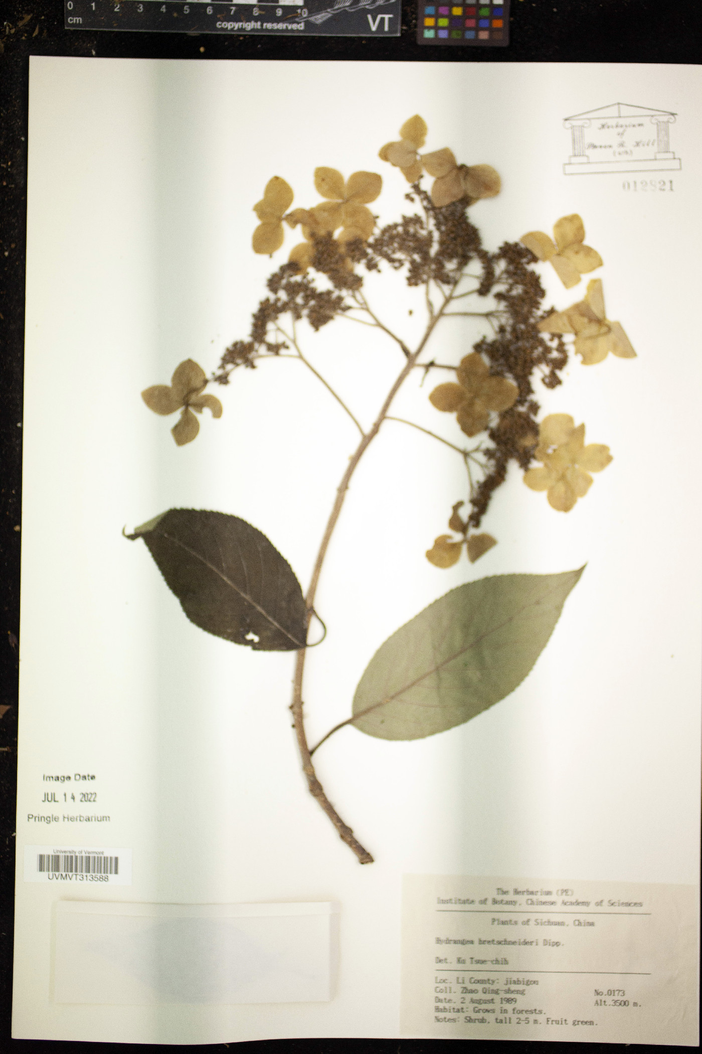 Hydrangea bretschneideri image