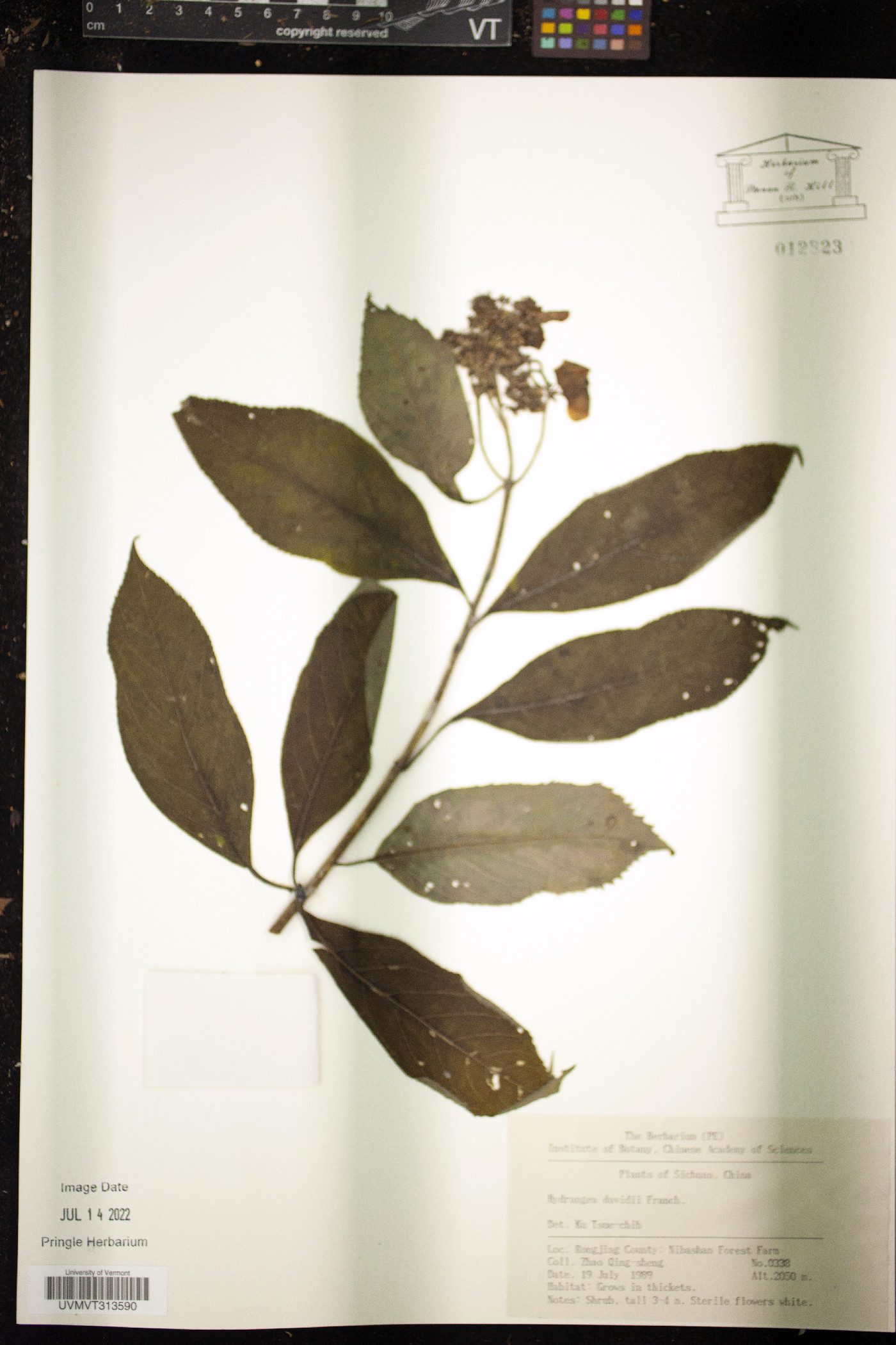 Hydrangea davidii image
